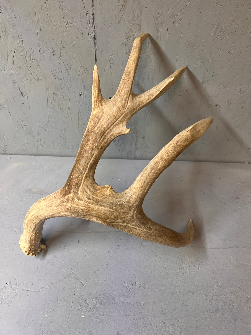 195" Premium Mule Deer Shed Antler Set