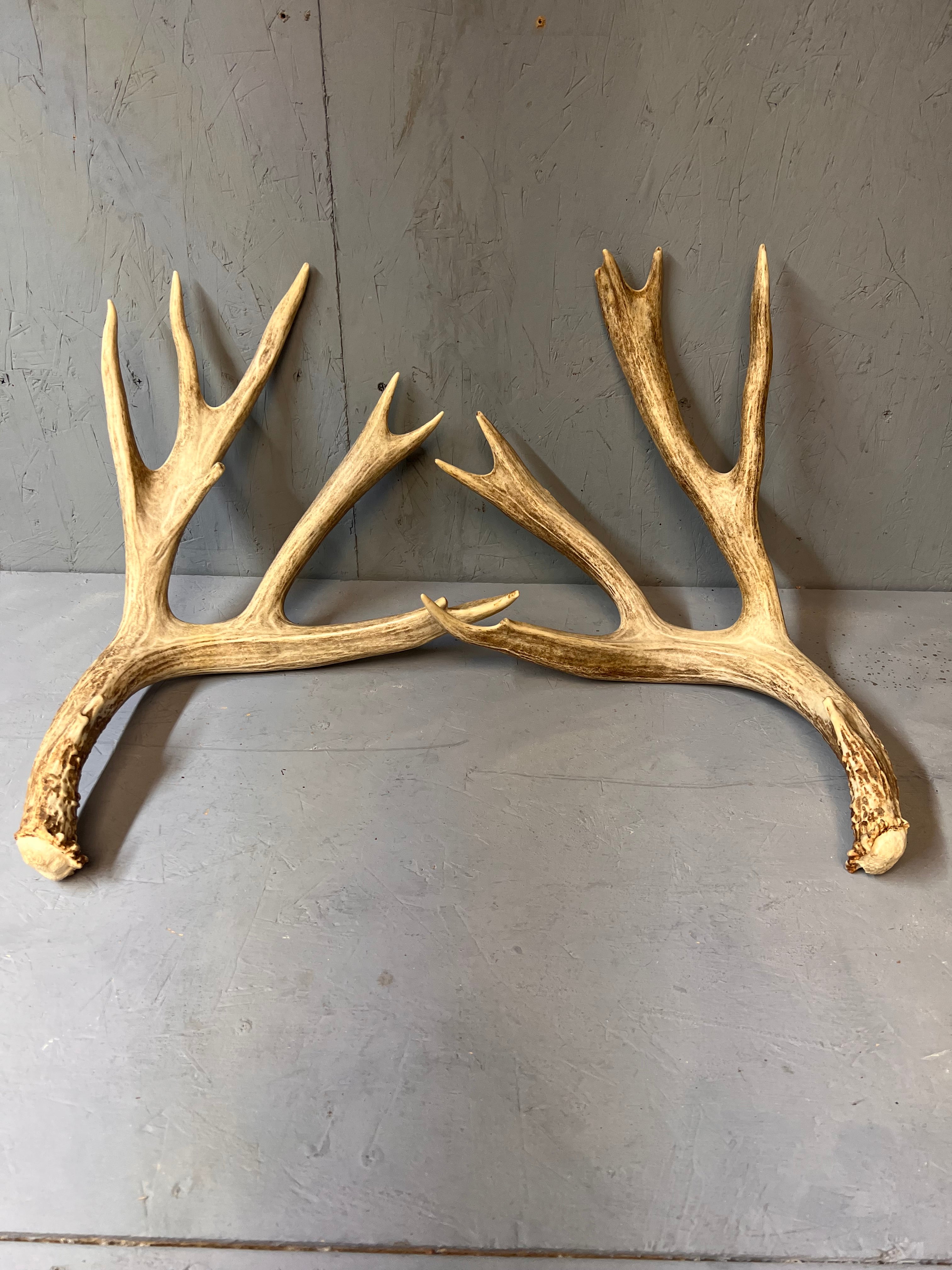 Matched 188" Mule Deer Shed Antler Set | Grade A Pair