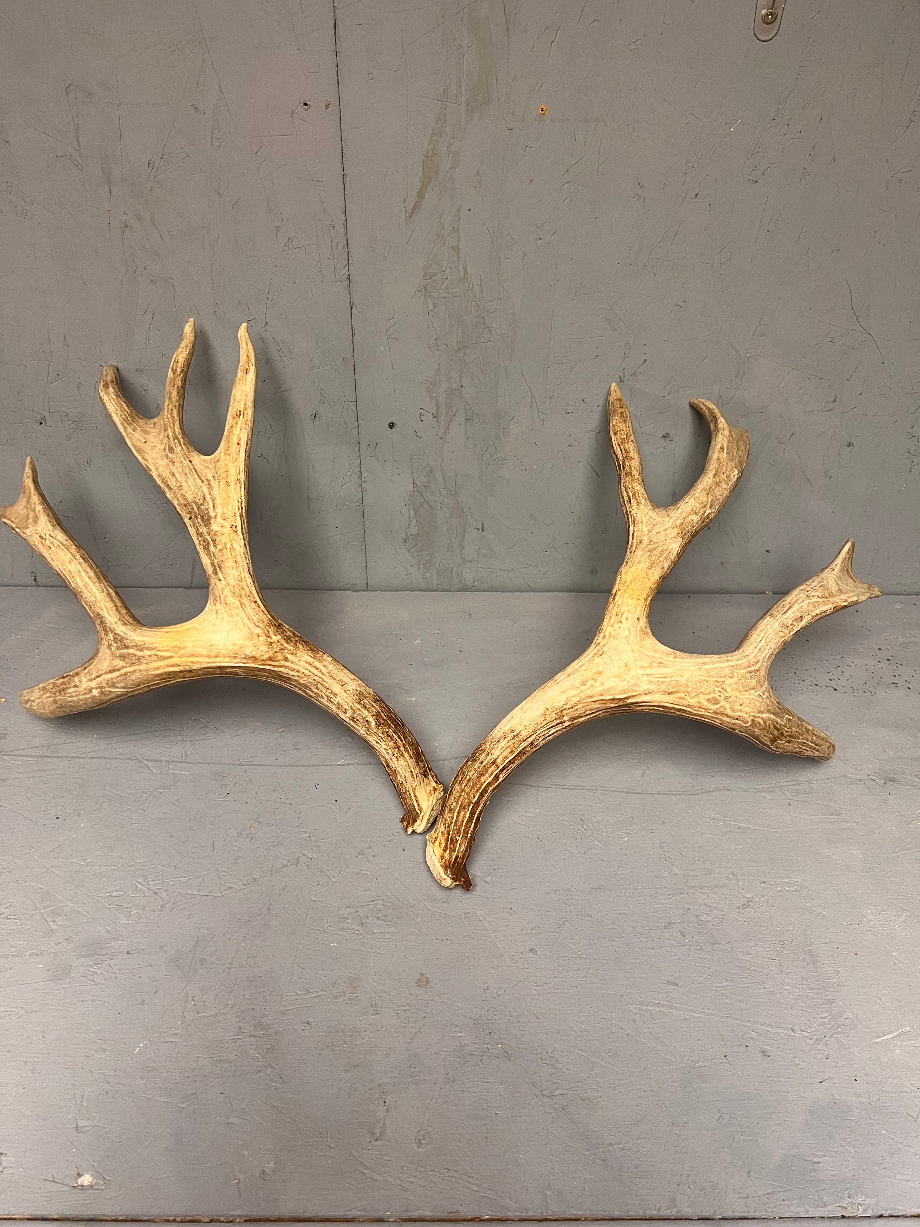 Matched 188" Mule Deer Shed Antler Set | Grade A Pair