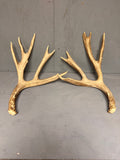 Matched 188" Mule Deer Shed Antler Set | Grade A Pair