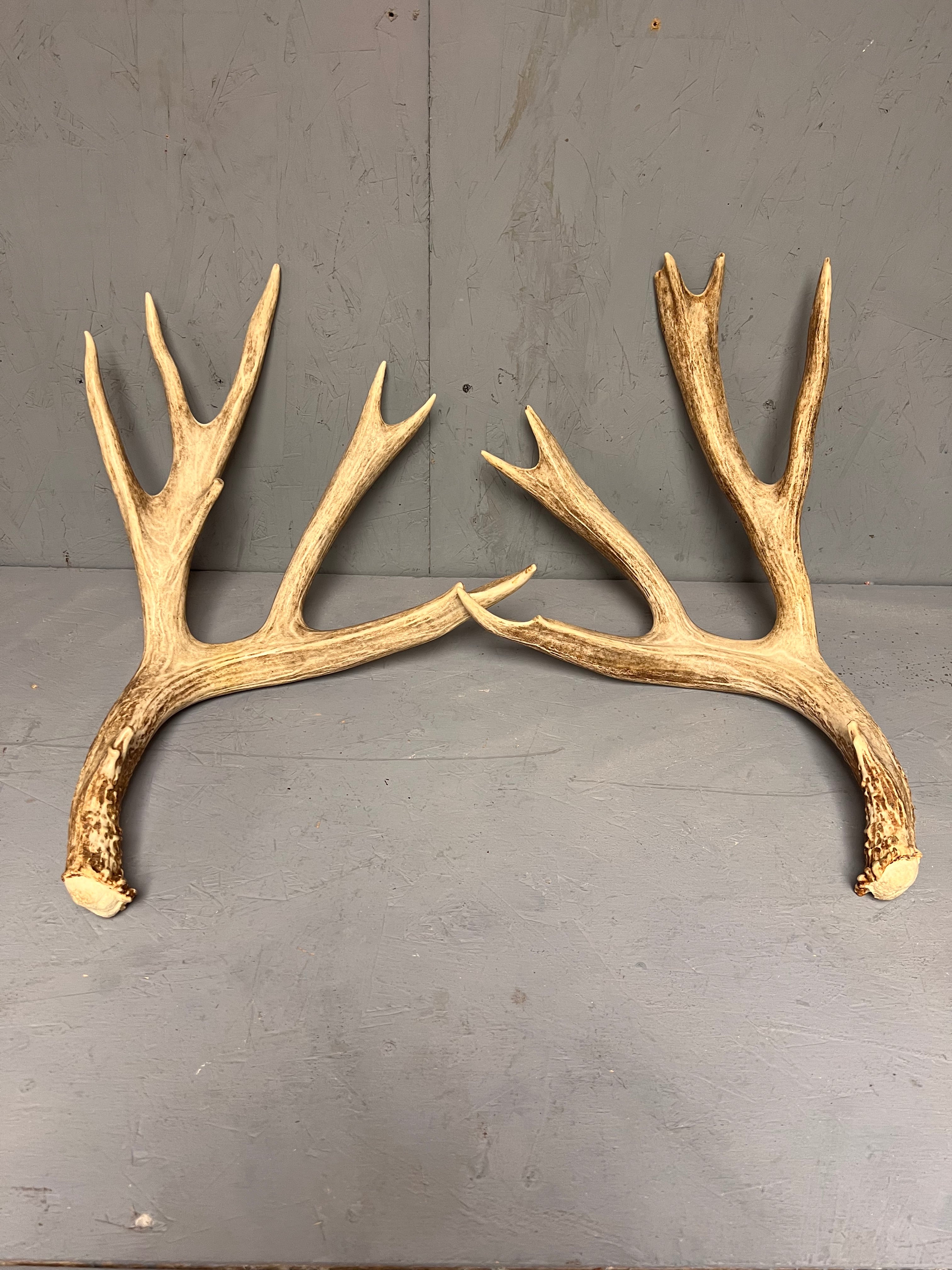 Matched 188" Mule Deer Shed Antler Set | Grade A Pair